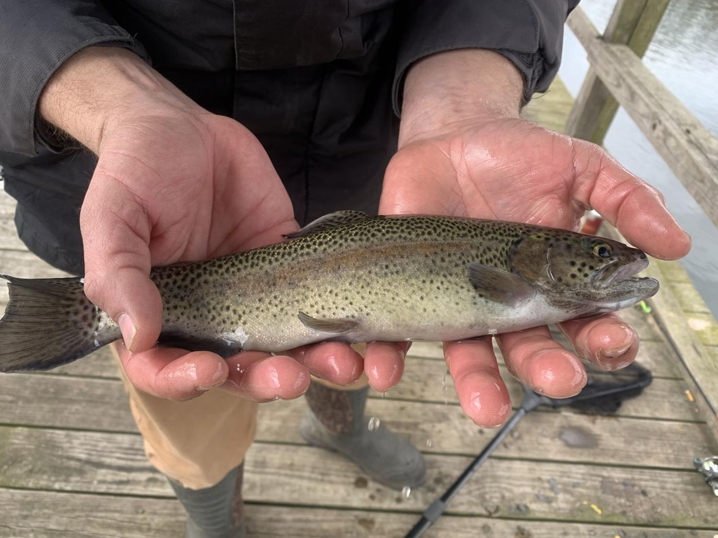 Trout Stocked In Pond At Lake Lamar Bruce Outdoors Djournal Com
