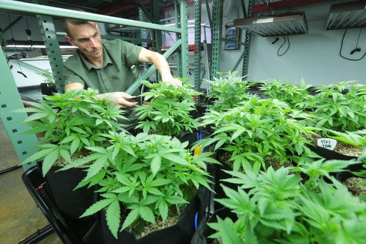 Cultivators, processers and dispensaries gear up for medical marijuana
