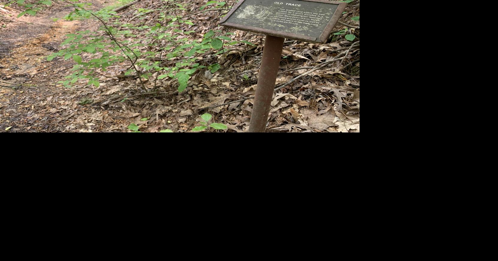 Walk in the woods a trip backward through time