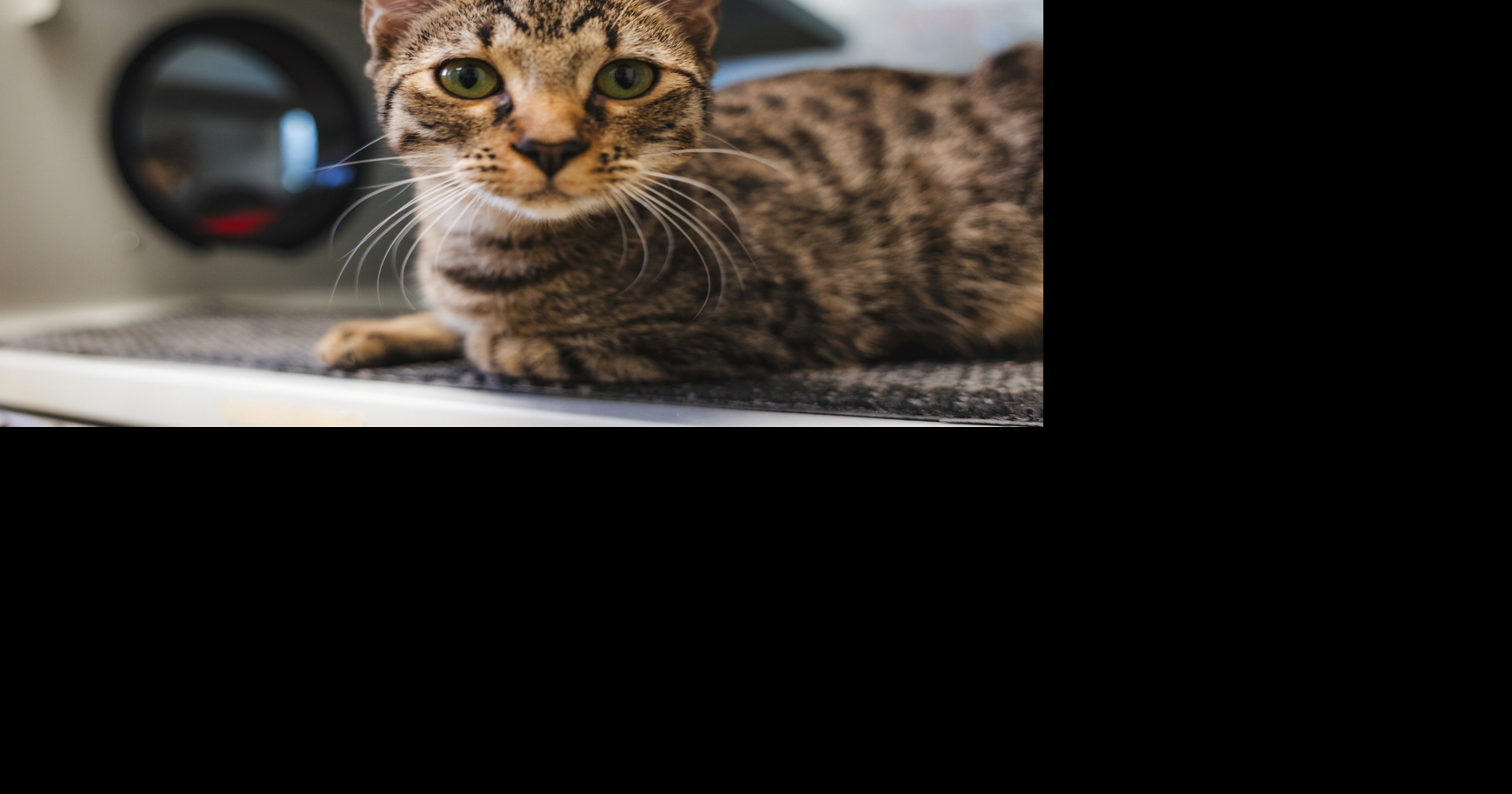 Hurricane Lowell leaves 19 cats homeless in Hawaii | News | djournal.com