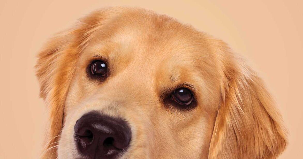 Dogs benefit more from praise than from harsh voices