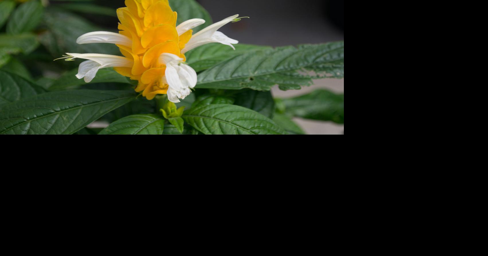 SOUTHERN GARDENING: Annuals given winter care can become perennials ...