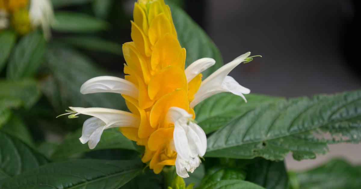 SOUTHERN GARDENING: Annuals given winter care can become perennials ...