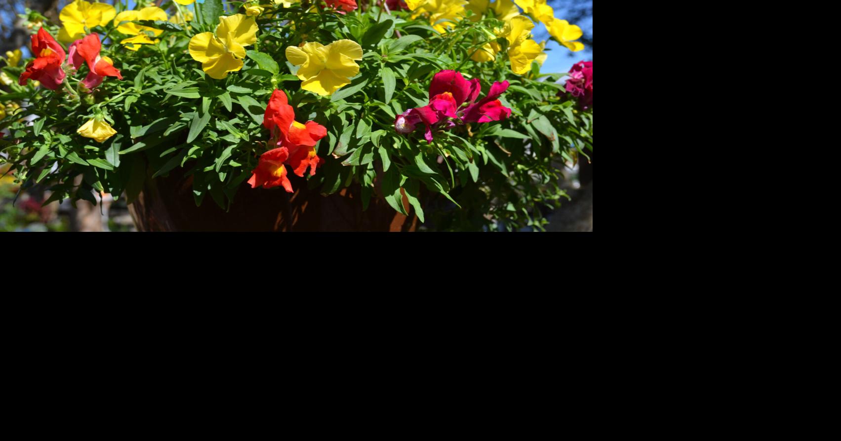 SOUTHERN GARDENING: Use cool season baskets for fall and winter color | Living