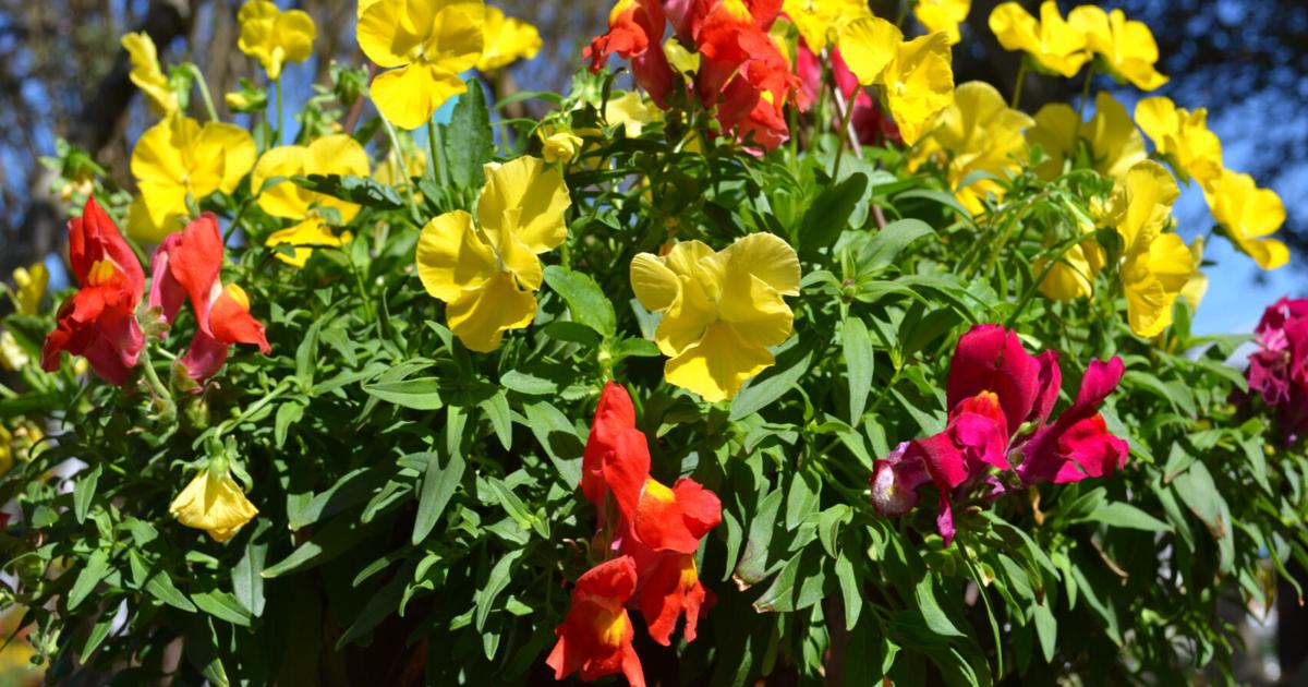 SOUTHERN GARDENING: Use cool season baskets for fall and winter color | Living SOUTHERN GARDENING: Use cool season baskets for fall and winter color | Living