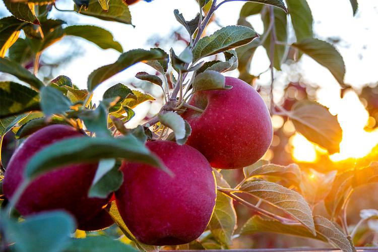 2021 crop of WSU's Cosmic Crisp apples will hit stores early - Fruit  Growers News