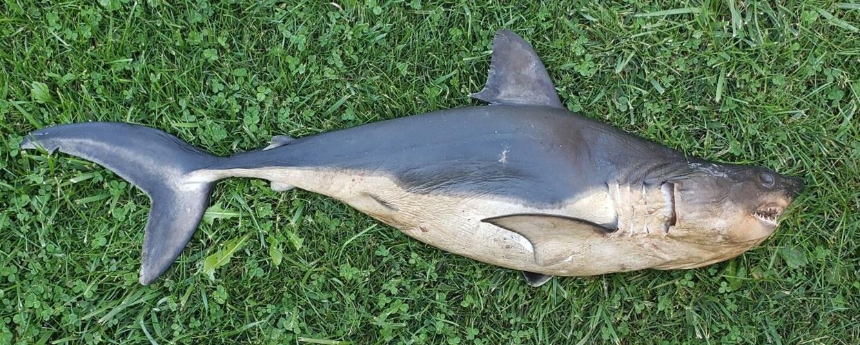 Mysterious shark washes up on Salmon River beach near Riggins