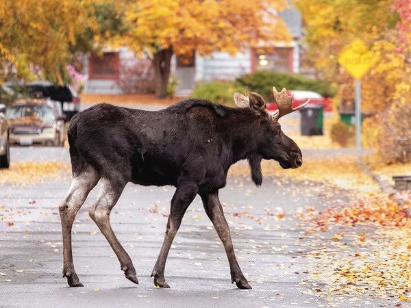 spotted moose