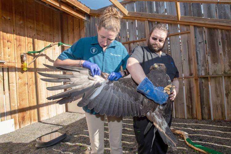 Doctors, tribe work to rescue eagle