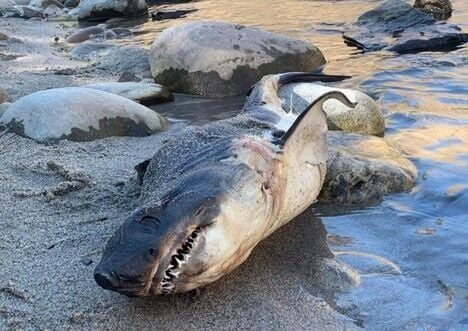Mysterious shark washes up on Salmon River beach near Riggins, Local