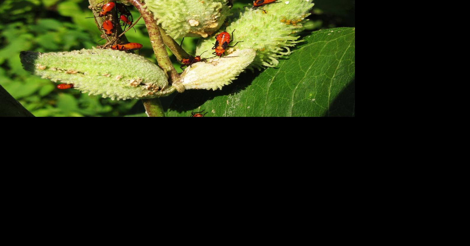 Common Milkweed — An Insect Delicatessen | e-Edition | dnronline.com