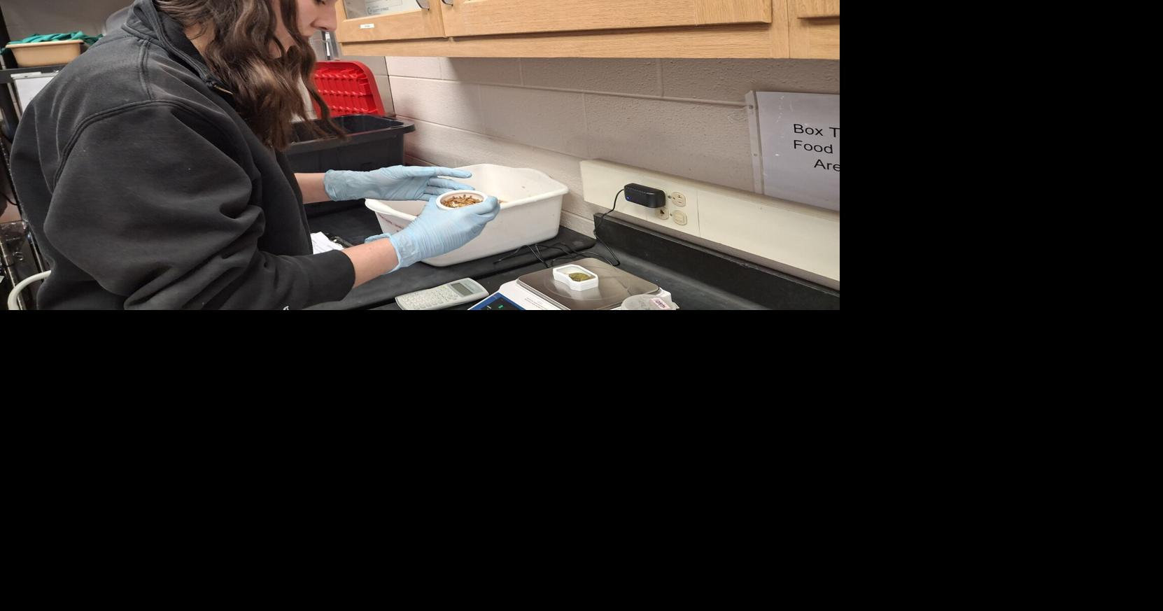 Wildlife rehabilitation practicum gives Bridgewater students real-life experience with turtles