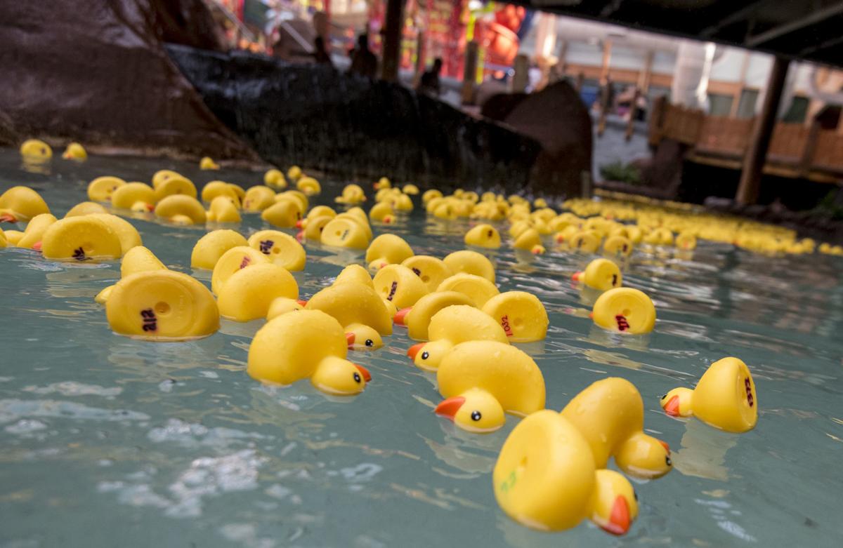 Ducks Race To Fundraise — Proceeds From Event Benefit Gus