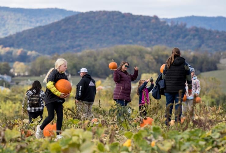 Back Home On The Farm Holds Virginia Pumpkin Festival News