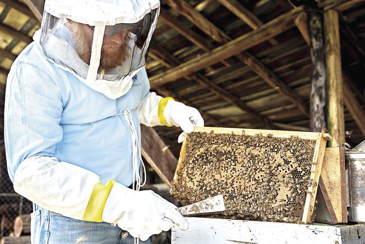 Program Seeks To Bolster Bees | Rockingham County | dnronline.com