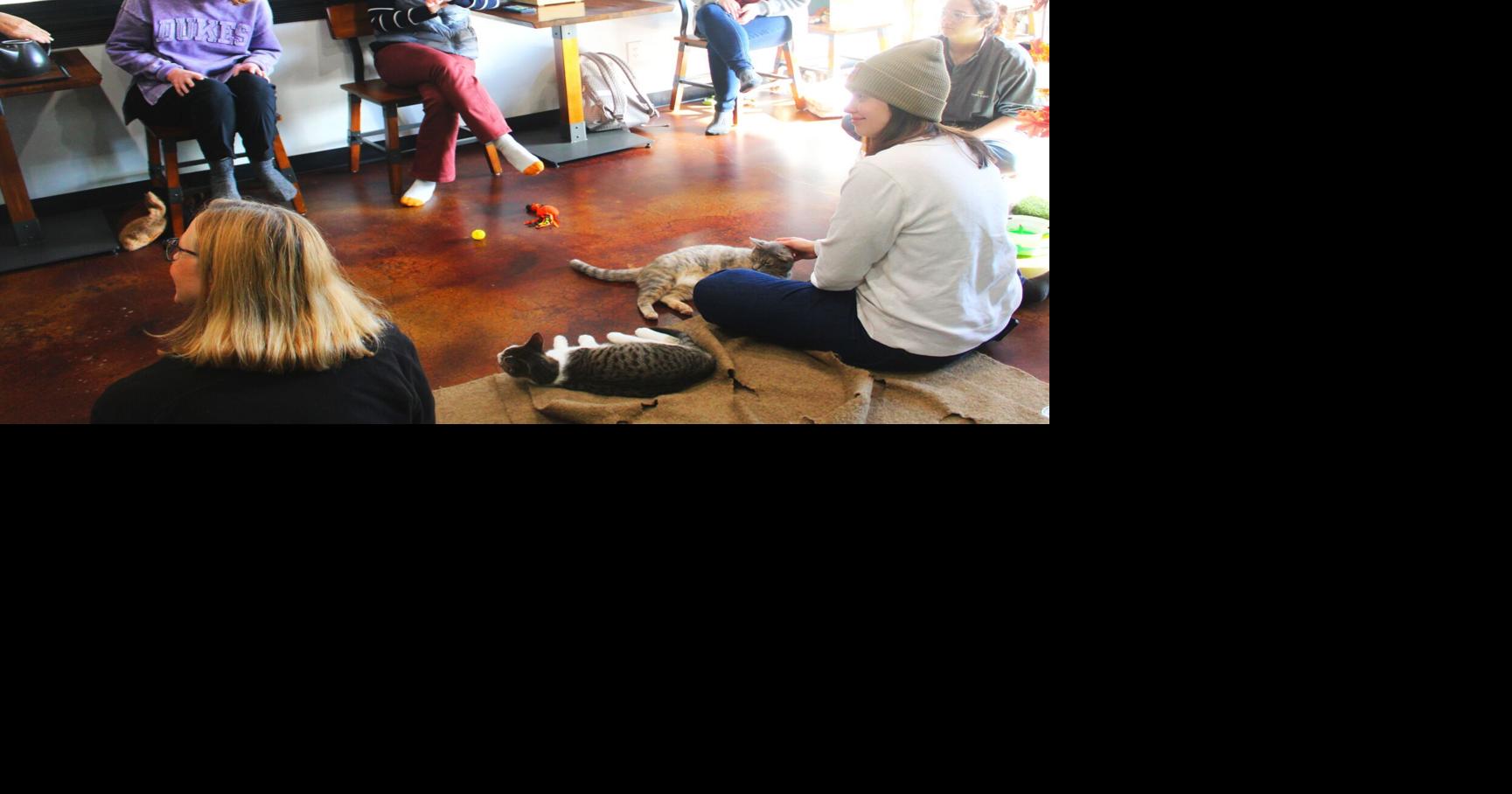 Meow is the time for reading at Aristocat Café