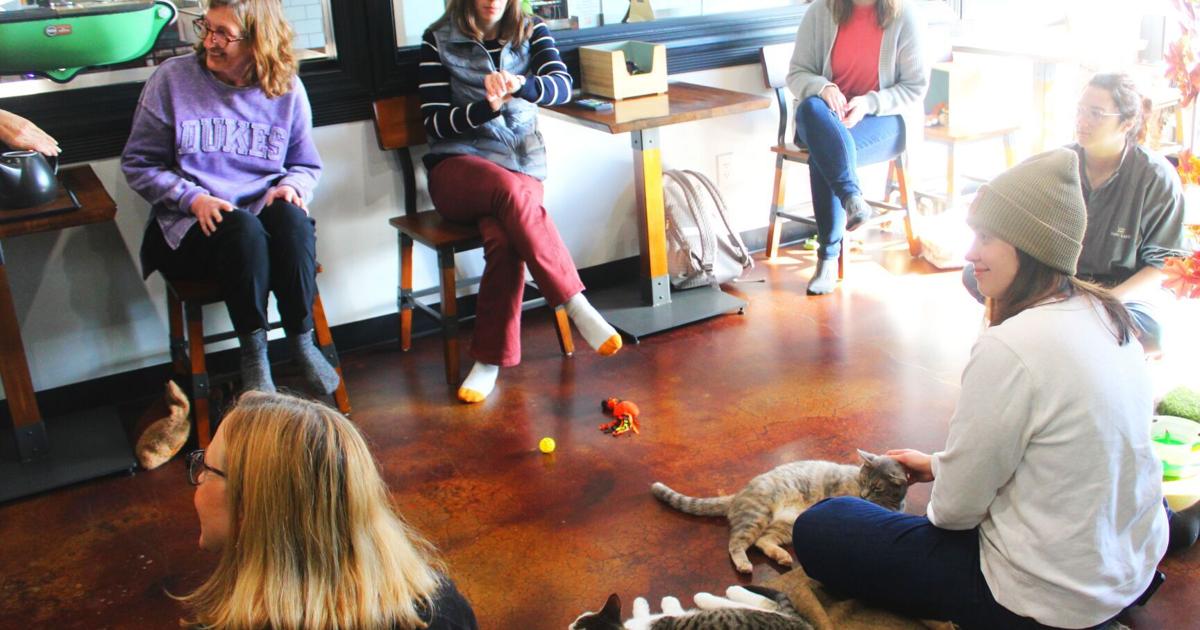 Meow is the time for reading at Aristocat Café