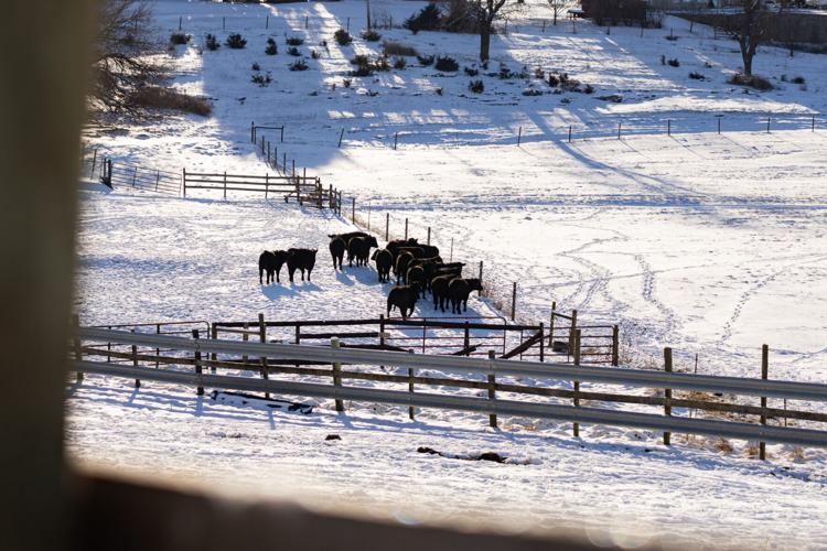 GlenDor Farm Cattlemen Don't Take Snow Days News