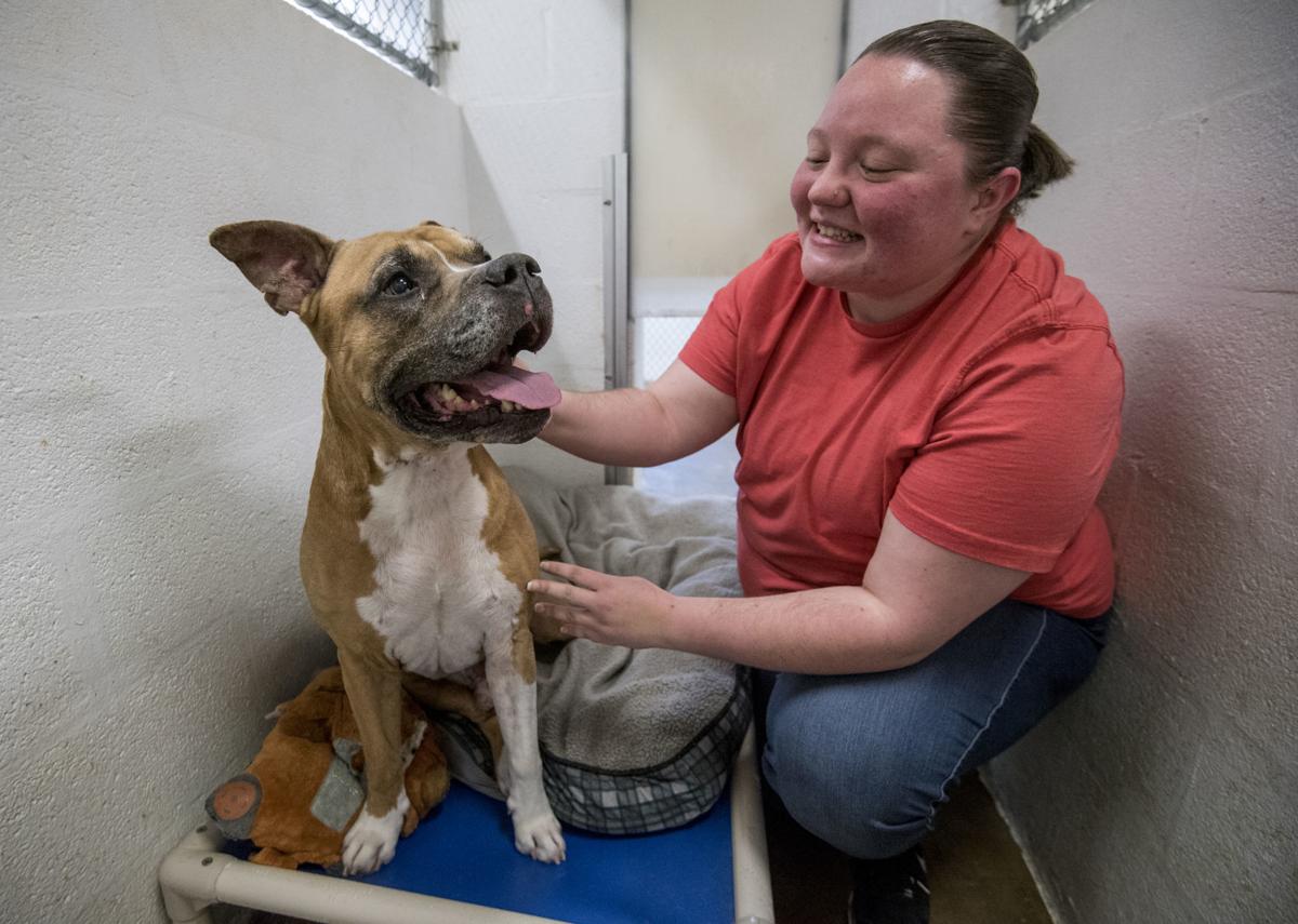 Animal Shelter Reaches NoKill Status Local News