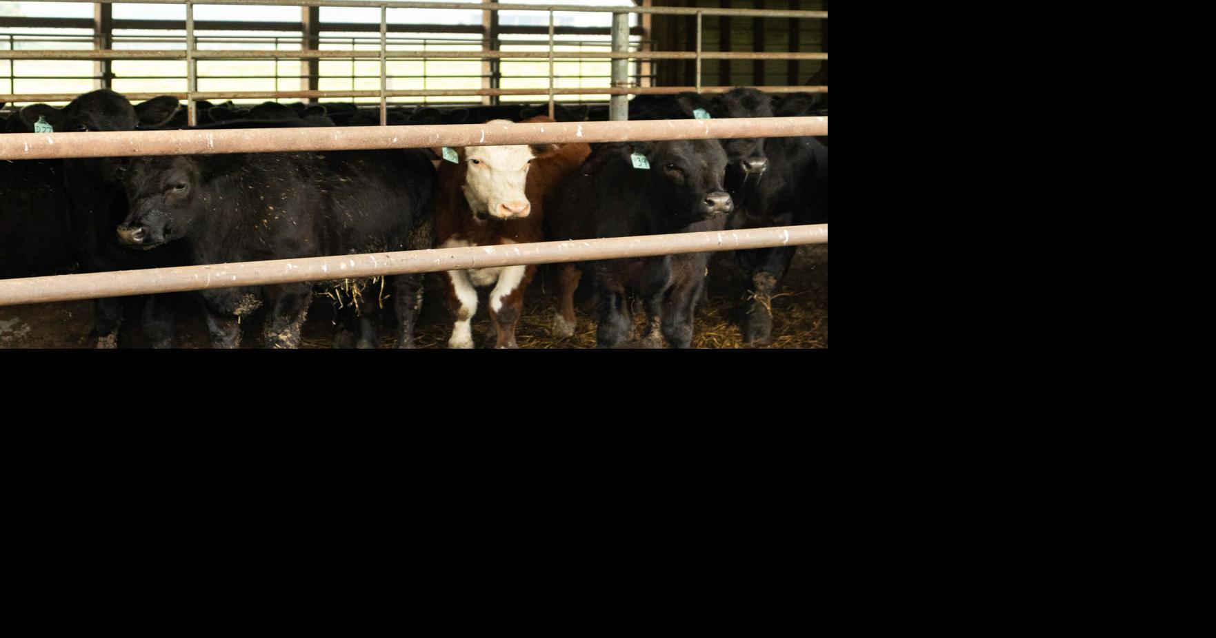Latest Virginia Ag Market Update Reveals Cattle Prices Rising News