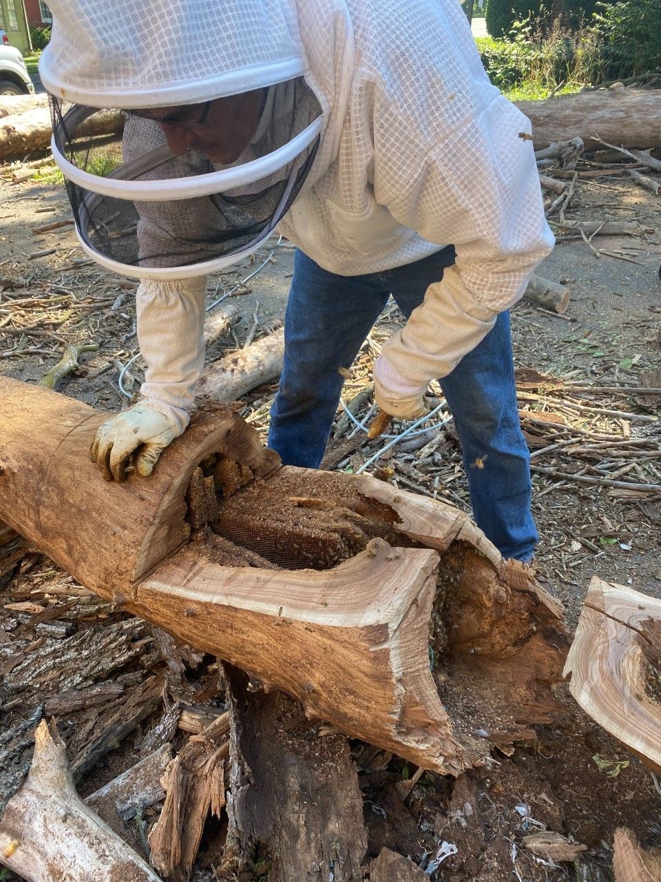 Routine Tree Removal Leads To Community Effort To Save Hive