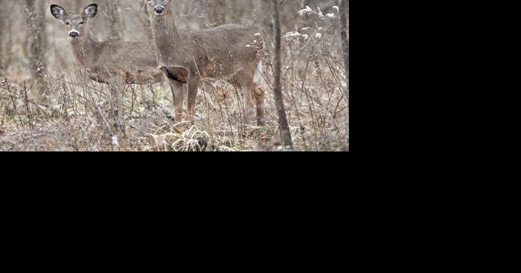 Rural Pen: Why is color disappearing from the world?