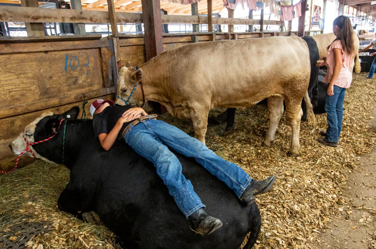 Livestock Sale Brings Out Emotions County Fair