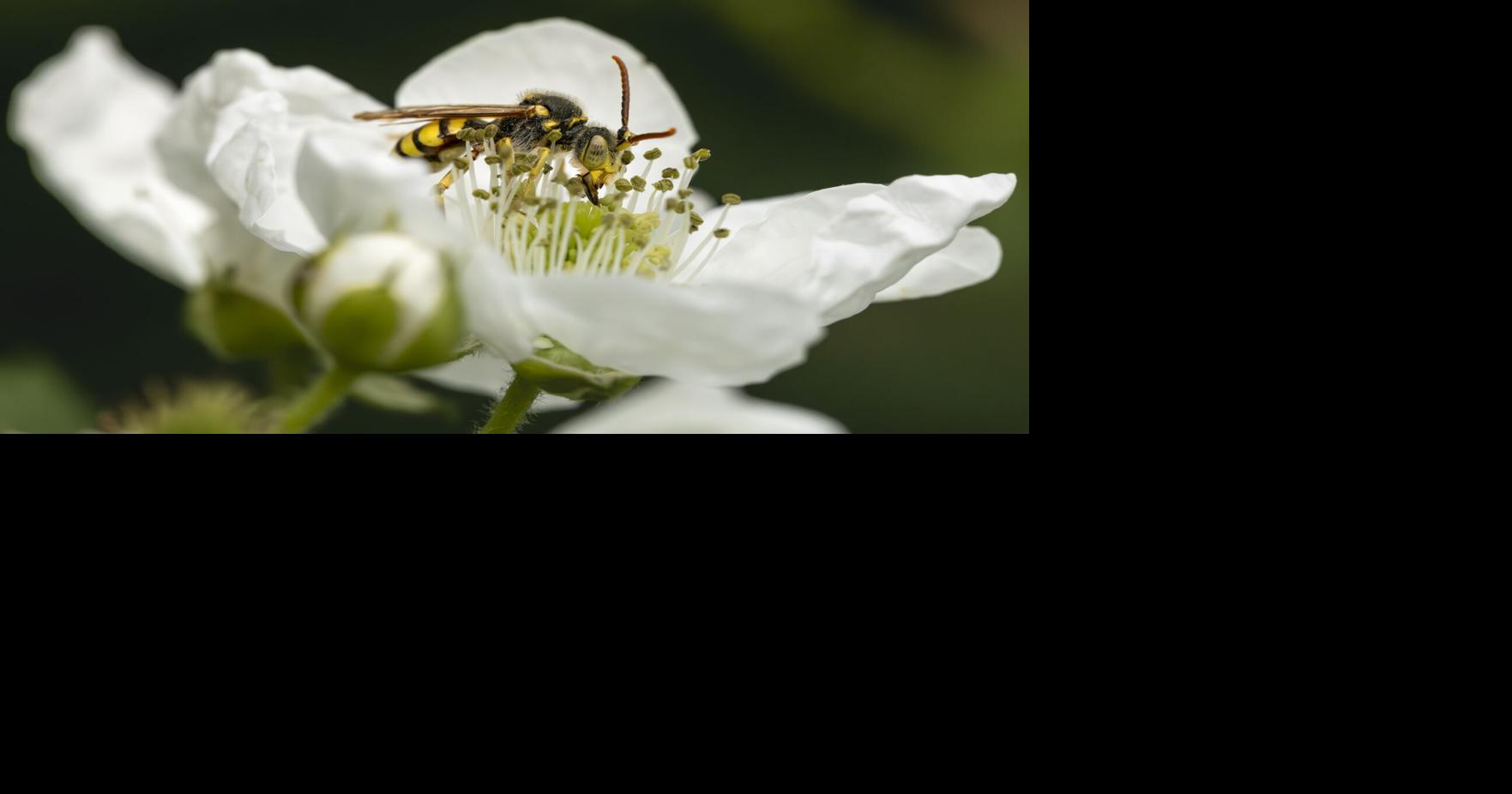 Bridgewater photographer's exhibit to highlight environmental impact of bees