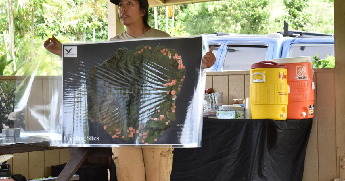 Coconut Rhinoceros Beetle Mapping Project Takes Root in Kaua‘i: A Potential Model for Hawai‘i