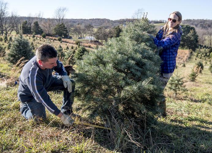 The Evergreen Experience Features