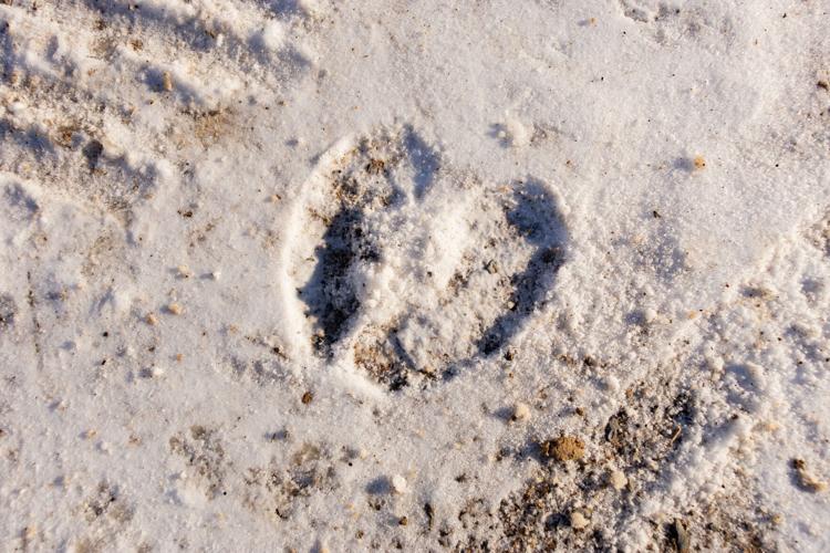 GlenDor Farm Cattlemen Don't Take Snow Days News