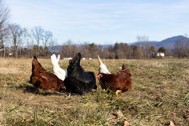 Roosters — Hilltop Farms