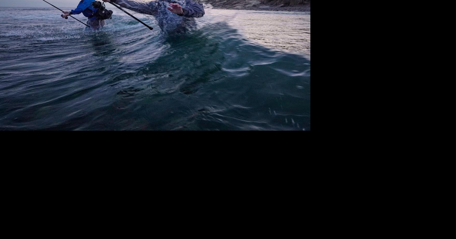 Fishermen cast for striped bass as the species faces decline, in photos By ROBERT F. BUKATY - Associated Press Oct 30, 2026 18 mins ago