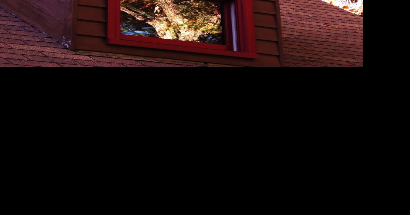 Nature Notes: Why birds fly into windows — and how you can prevent it ...