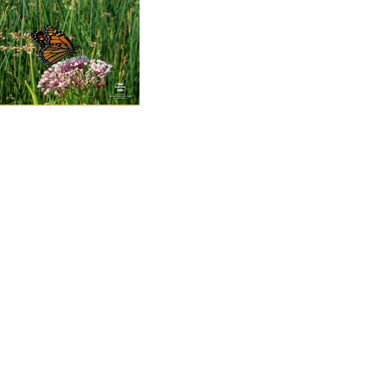 Harrisonburg Pollinator Programs Featured Nationally | Dnronline ...