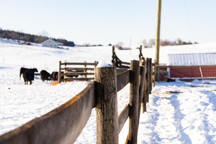 GlenDor Farm Cattlemen Don't Take Snow Days News