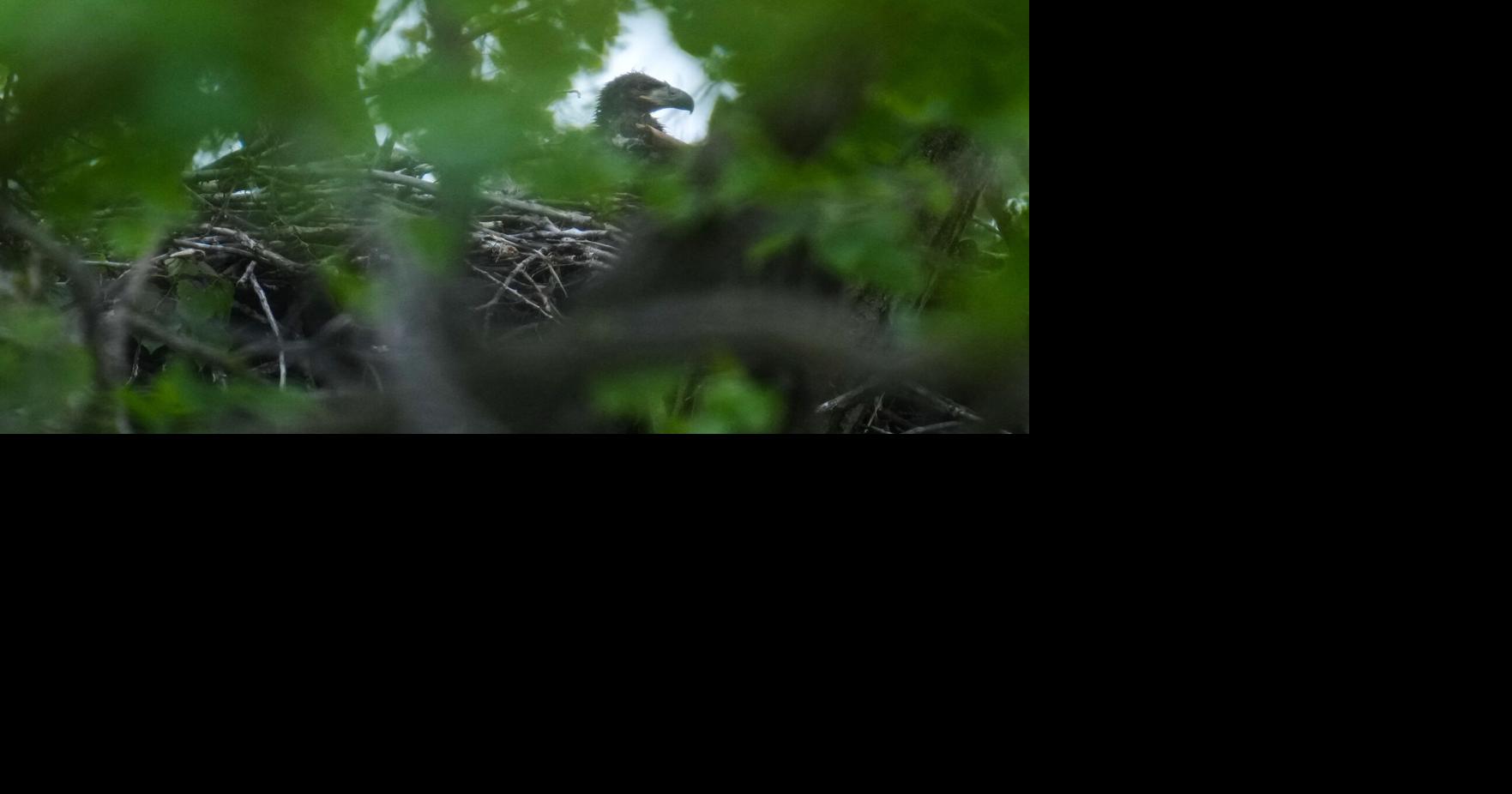 Bald eagle hatchlings spotted in a Chicago park may be the city's first for more than a century By LAURA BARGFIELD and TODD RICHMOND - Associated Press May 13, 2026 14 mins ago