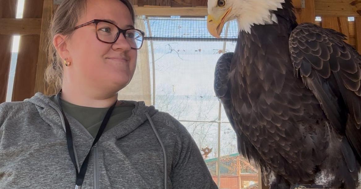 Wildlife Center's bald eagle celebrates his 18th birthday