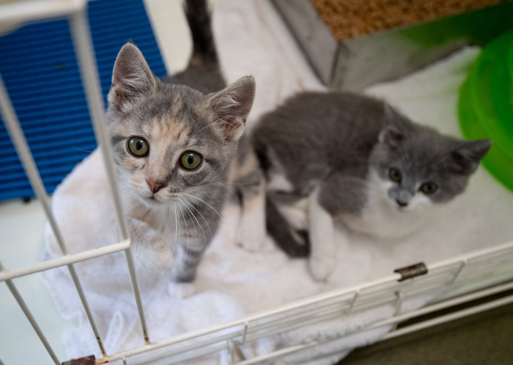 Rockingham Harrisonburg SPCA Hosts Clear The Shelters Adoption