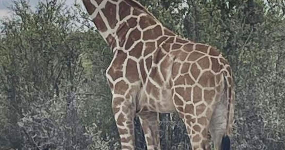 Gracie the Giraffe, who went missing after wandering off a Texas ranch, is finally found Gracie the Giraffe has finally been found in Texas By JOHN HANNA - Associated Press Jun 26, 2026 7 mins ago