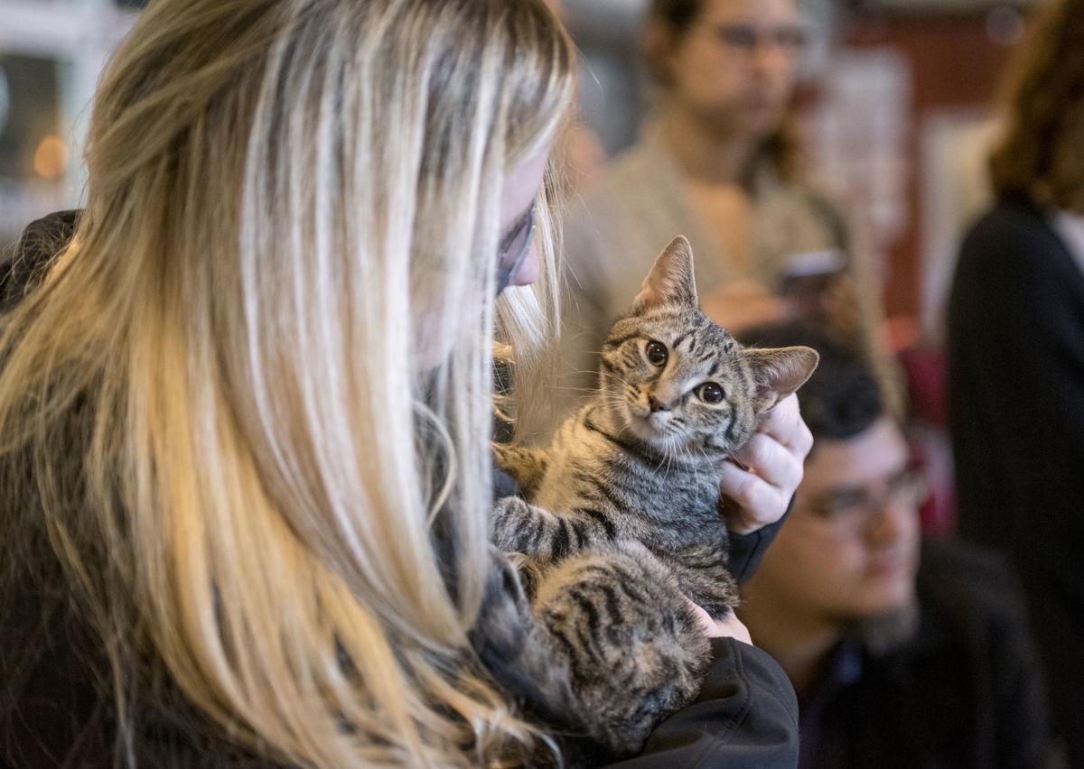 Kitten Bowl Touchdown S Adoptions Donations Harrisonburg