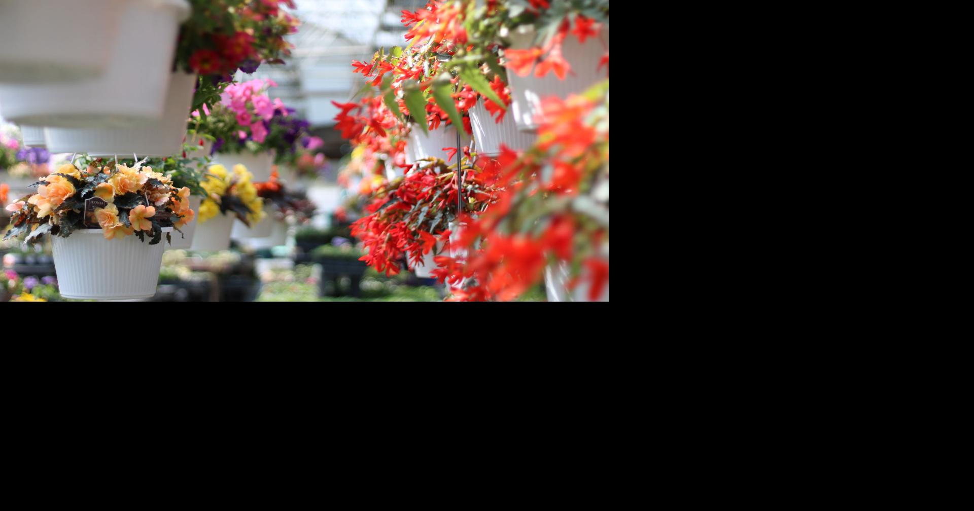 Hess Greenhouse Has Their Nose On What's Good For Spring eEdition