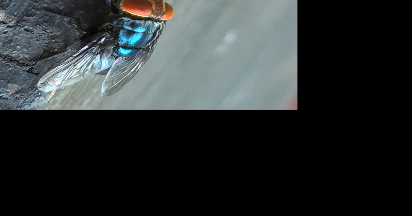 What to know about the New World screwworm fly and its reappearance in the US The New World screwworm fly is threatening the $113 billion U.S. cattle industry for the first time in more than a half century By JOHN HANNA and RUSS BYNUM - Associated Press Jun 4, 2026 36 mins ago
