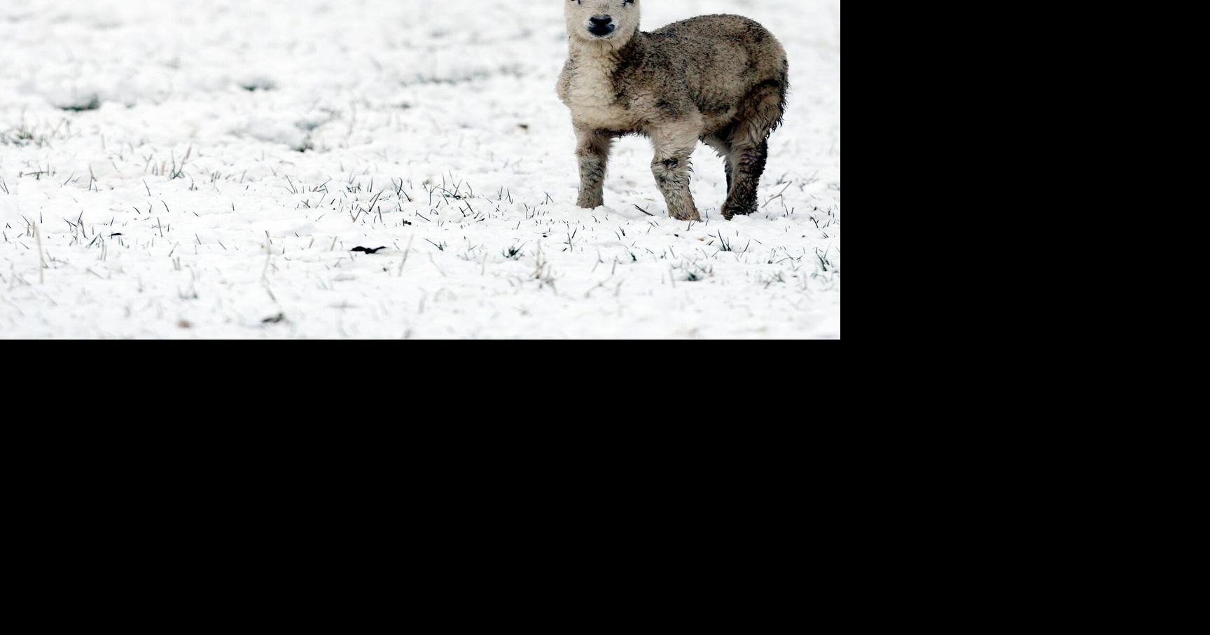 Augusta County farmers grapple with snow damage, extreme cold