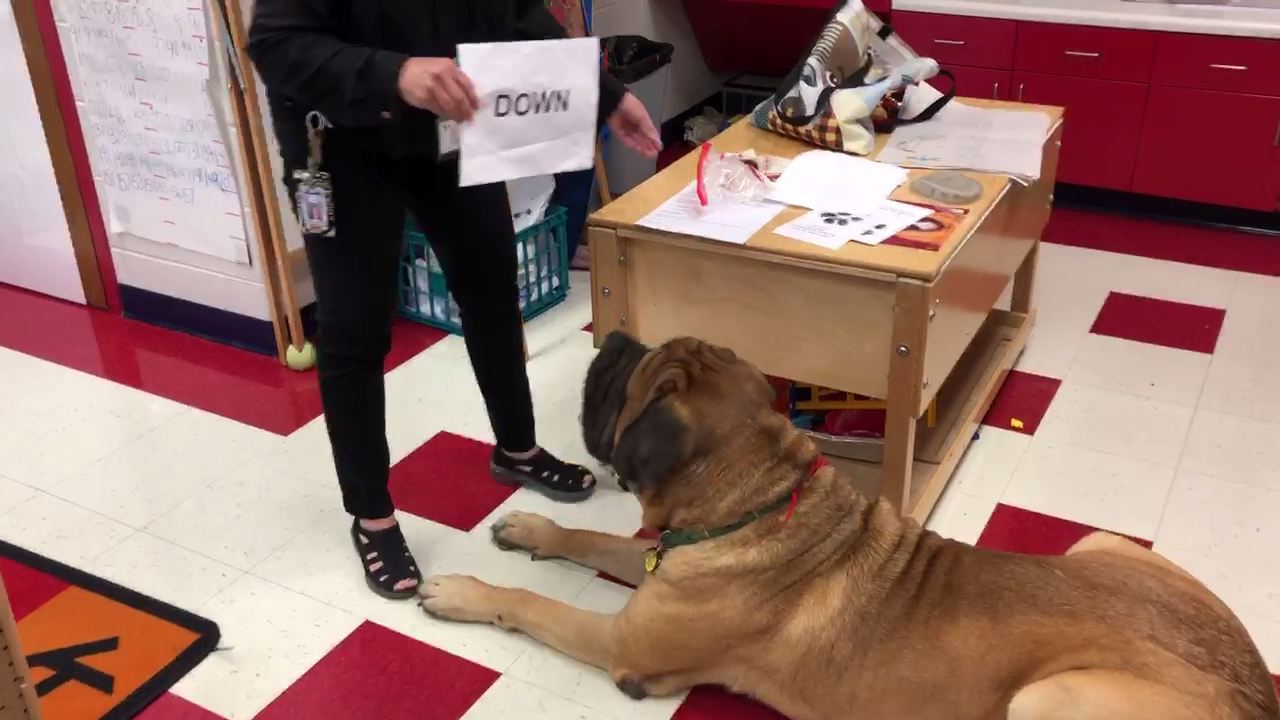 bullmastiff therapy dog