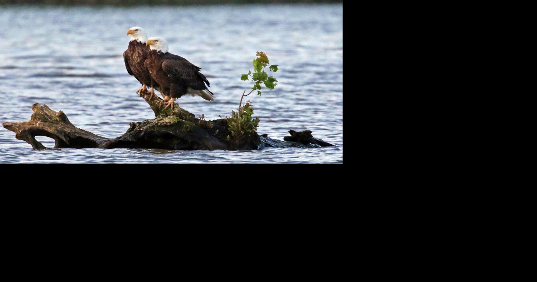 Steppin’ Outside: Wildlife Adventures highlight bald eagle comeback on Virginia’s James River