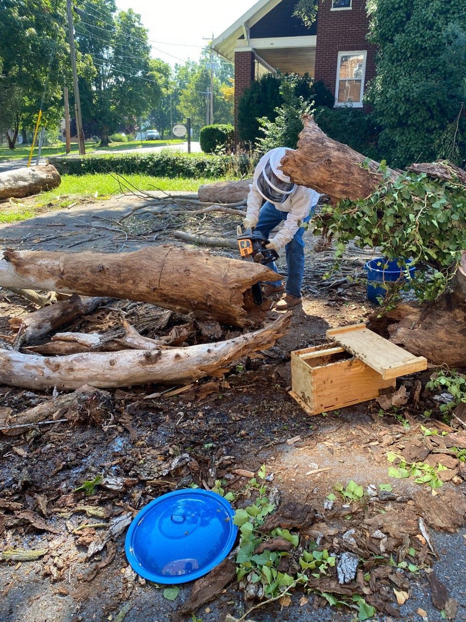 Routine Tree Removal Leads To Community Effort To Save Hive