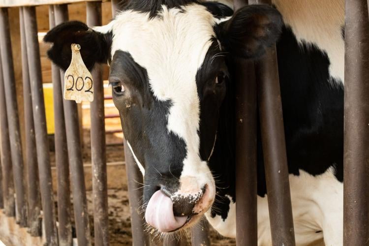 Mt. Crawford Creamery Reflects On 10 Years Of "Pulling" For The