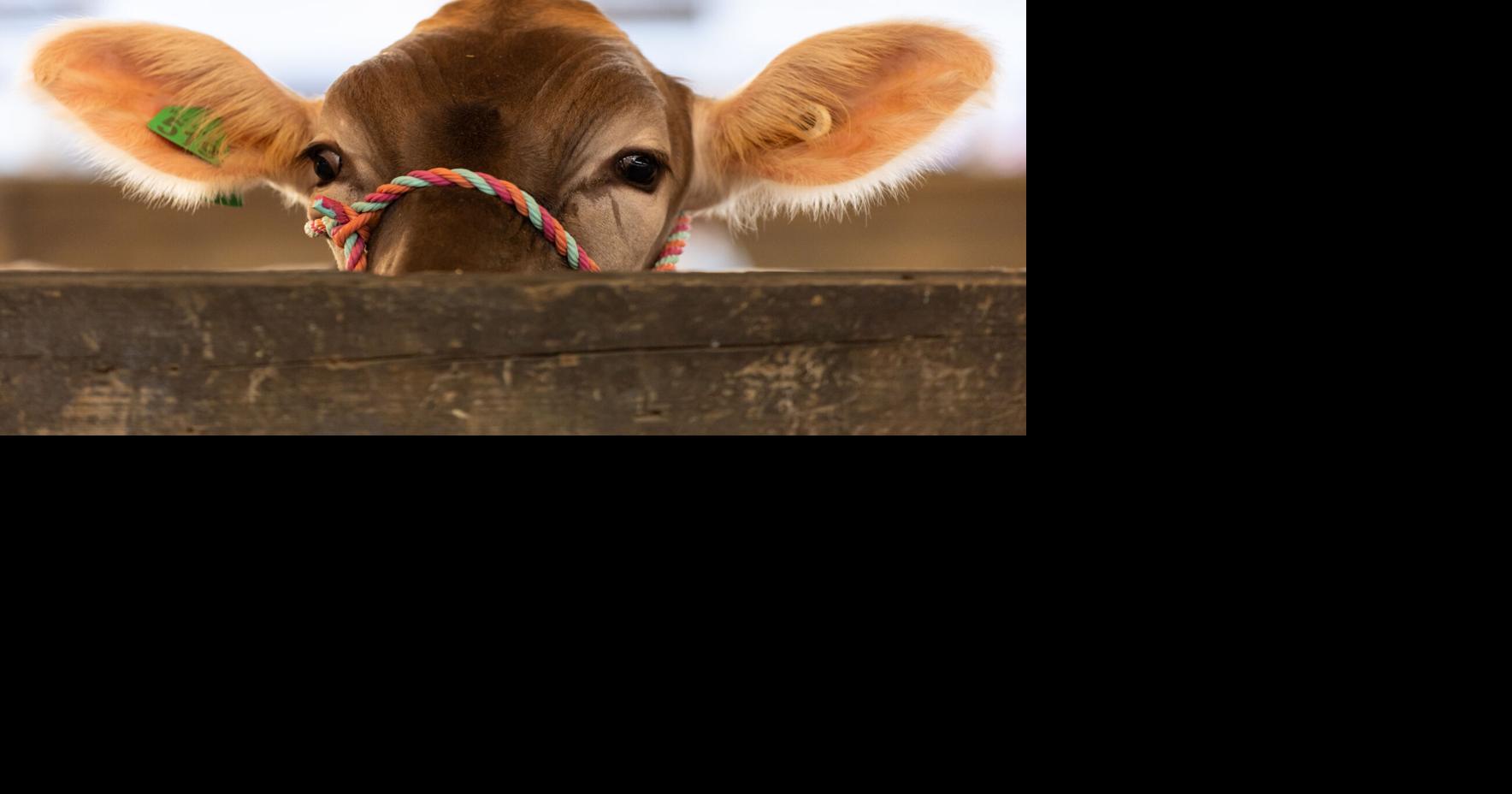 Livestock shows make Rockingham Fair the state's largest