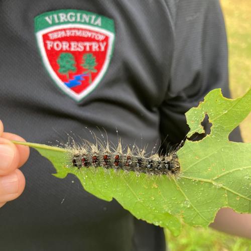 Officials: Invasive insects threaten native plants, agriculture as ...